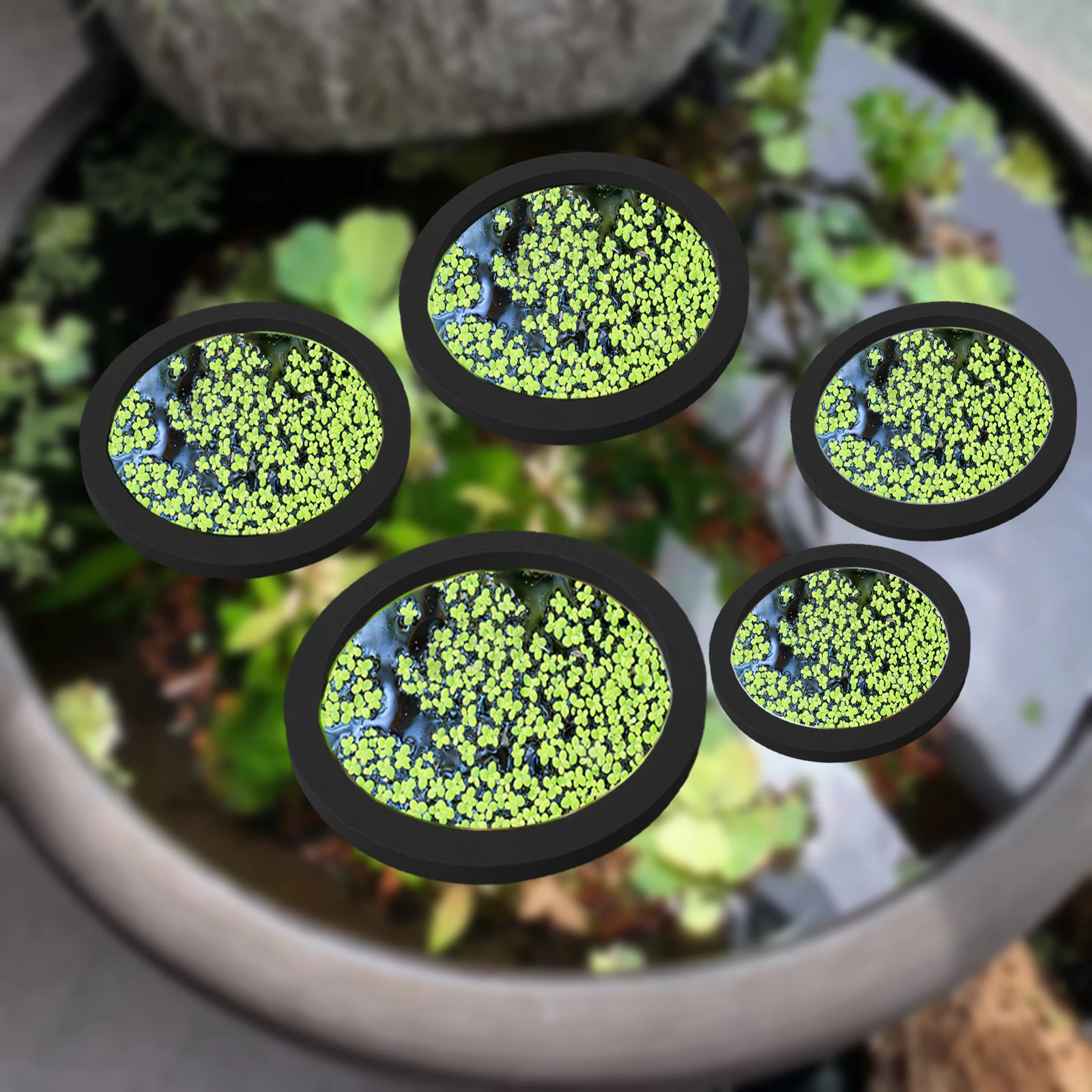 5Pcs EVA Fish Feeding Ring Aqu - Aquarium Fish Types review and price