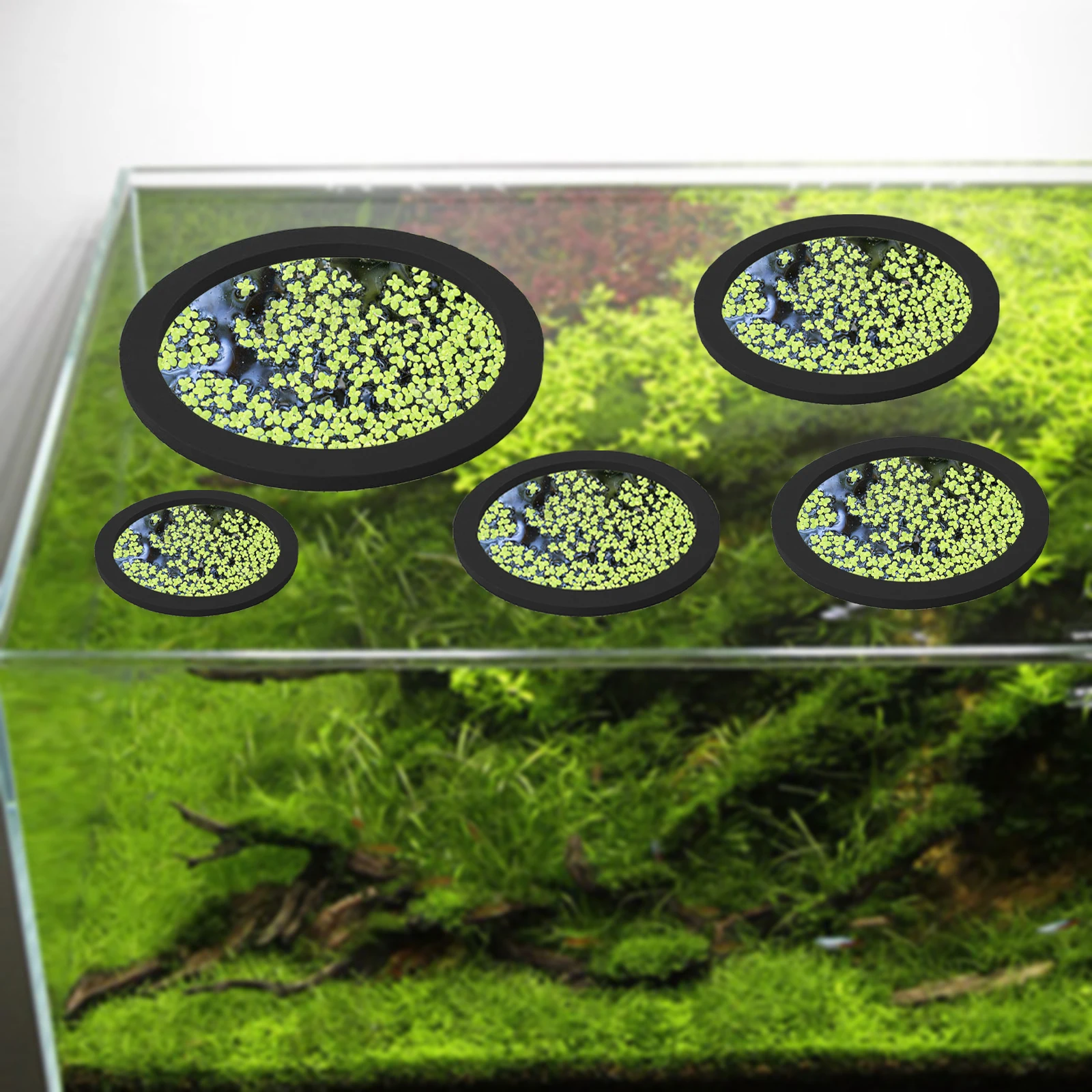 5Pcs EVA Fish Feeding Ring Aqu - Aquarium Fish Types review and price