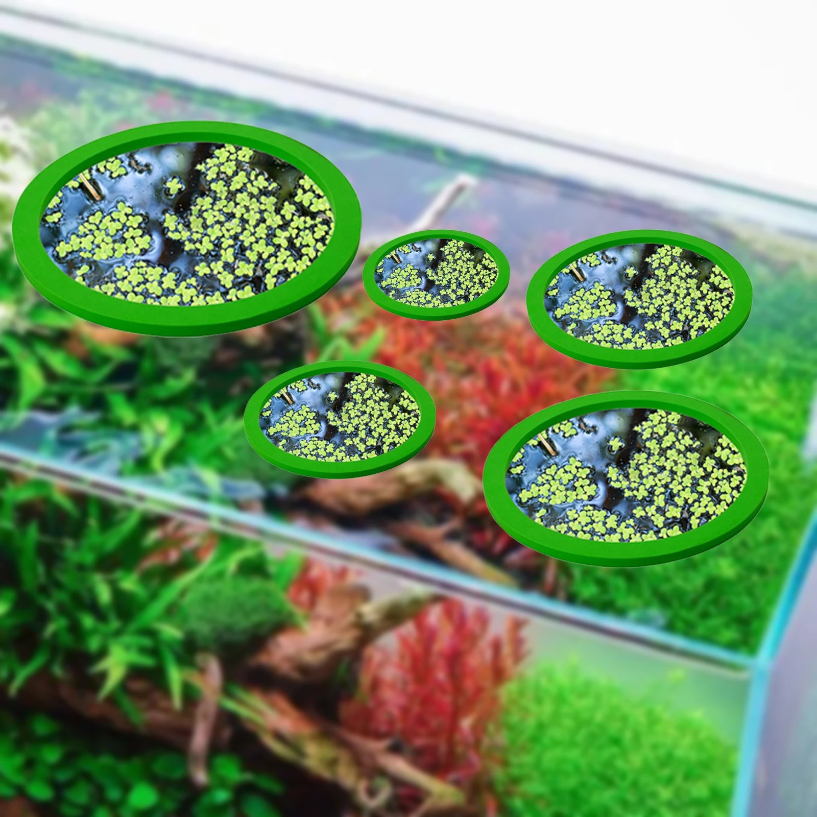 5Pcs EVA Fish Feeding Ring Aqu - Aquarium Fish Types review and price